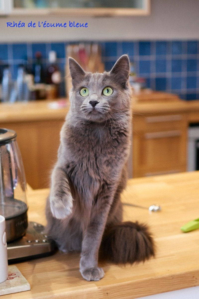 Rhéa De l’écume bleue Femelle Nebelung