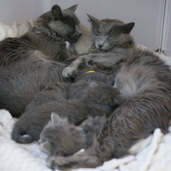 chat Nebelung Rhéa Chatterie L’écume bleue