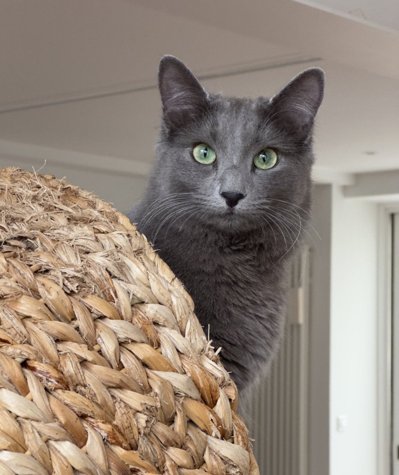 Aura De l’écume bleue Femelle Nebelung Aura De l’écume bleue Femelle Nebelung
