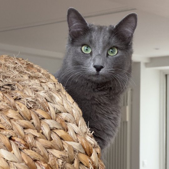 Aura De l’écume bleue Femelle Nebelung