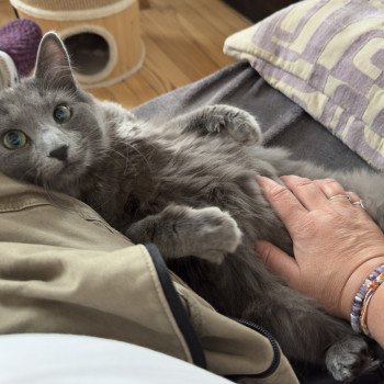 chaton Nebelung Aura Chatterie L’écume bleue chaton Nebelung Aura Chatterie L’écume bleue