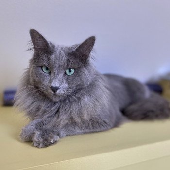 chaton Nebelung blue Sirius Télémaque Chatterie L’écume bleue