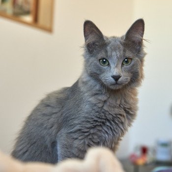 chat Nebelung blue Sirius Télémaque Chatterie L’écume bleue