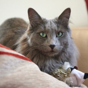 chat Nebelung blue Sirius Télémaque Chatterie L’écume bleue