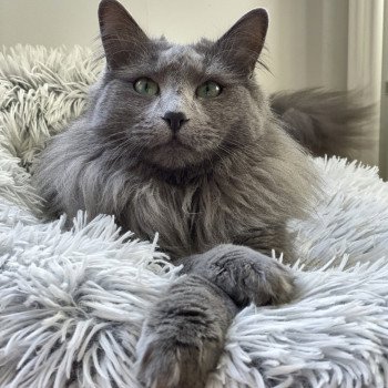 chat Nebelung blue Sirius Télémaque Chatterie L’écume bleue