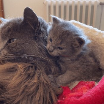 chat Nebelung Sirius Telemaque Chatterie L’écume bleue