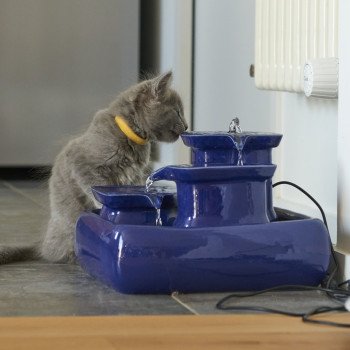 chaton Nebelung blue Uzume de l'écume bleue Chatterie L’écume bleue