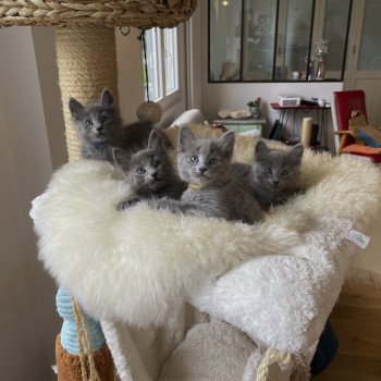 chaton Nebelung blue Uzume de l'écume bleue Chatterie L’écume bleue