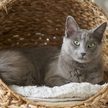 chaton Nebelung blue Uzume de l'écume bleue Chatterie L’écume bleue