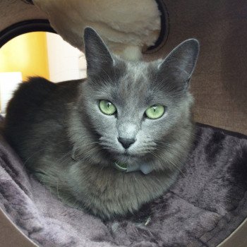 chat Nebelung blue Hygée Chatterie L’écume bleue