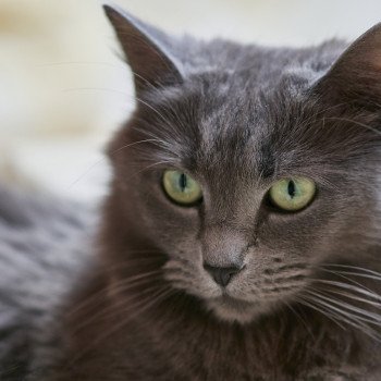 chat Nebelung blue Hygée Chatterie L’écume bleue