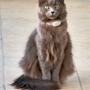 chat Nebelung blue Hygée Chatterie L’écume bleue