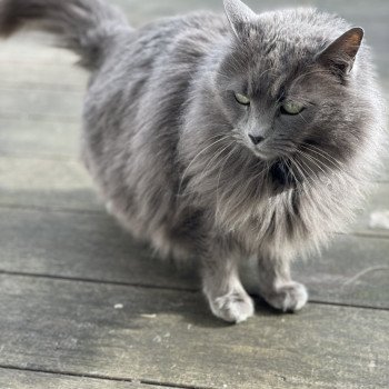 chat Nebelung blue Hygée Chatterie L’écume bleue