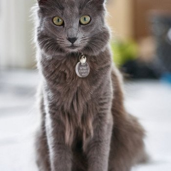 chat Nebelung blue Naria Chatterie L’écume bleue