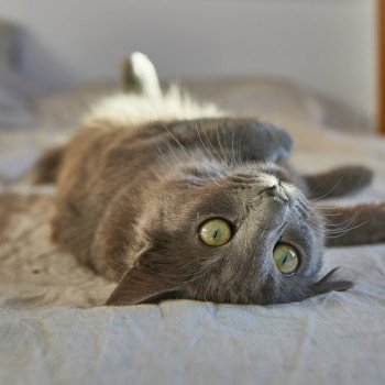 chat Nebelung blue Naria Chatterie L’écume bleue