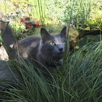 chat Nebelung blue Naria Chatterie L’écume bleue