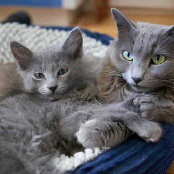 chat Nebelung blue Naria Chatterie L’écume bleue