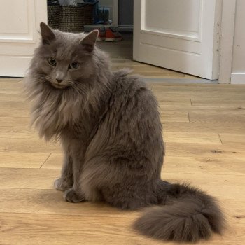 chat Nebelung blue Naria Chatterie L’écume bleue