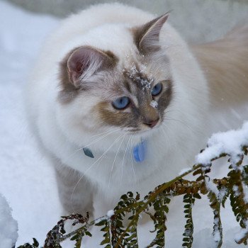 chat Sacré de Birmanie blue tortie tabby Galathée Chatterie L’écume bleue