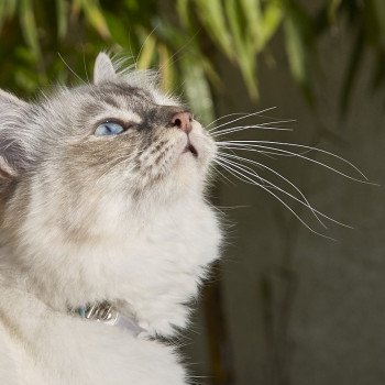 chat Sacré de Birmanie blue tortie tabby Galathée Chatterie L’écume bleue