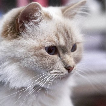 chat Sacré de Birmanie Iris Chatterie L’écume bleue